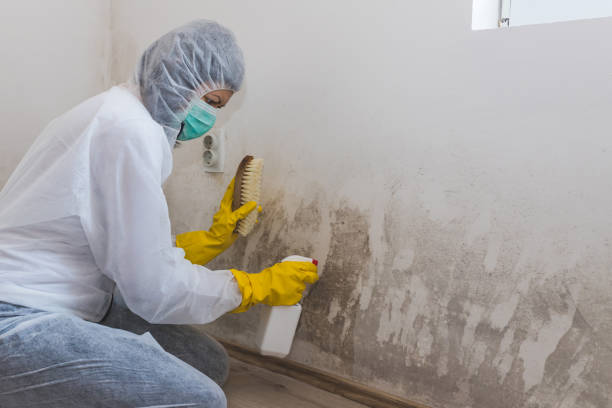 Best Black Mold Removal  in Des Moines, IA