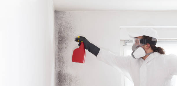 Home Mold Removal in Des Moines, IA