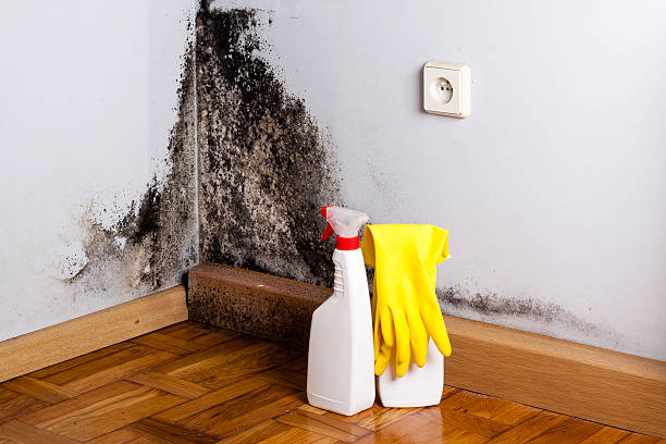 Best Crawl Space Mold Removal  in Des Moines, IA