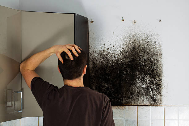Best Commercial Mold Removal  in Des Moines, IA