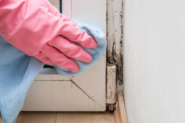 Best Office Mold Removal Services  in Des Moines, IA
