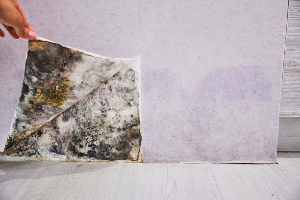 Best Mold Damage Repair  in Des Moines, IA